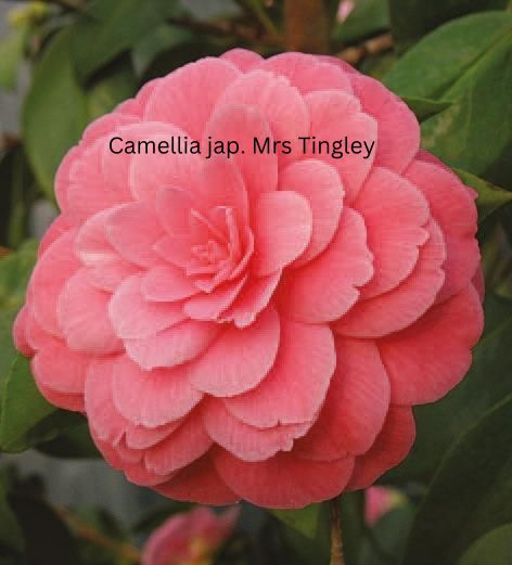 Camellia japonica rosa, Kamelien mit rosa Blüten